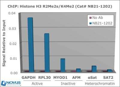 Chromatin Immunoprecipitation: Histone H3 [Dimethyl Lys4, Sym-dimethyl Arg2] Antibody [NB21-1202] - Chromatin from one million formaldehyde cross-linked Hela cells was used with 2ug of NB21-1202 and 20ul of magnetic IgG beads per immunoprecipitation. A no antibody (No Ab) control was also used. Immunoprecipitated DNA was quantified using quantitative real-time PCR and SYBR green dye, then normalized to the non-precipitated input chromatin, which is equal to one.